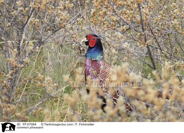 common pheasant / FF-07984