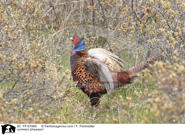 common pheasant / FF-07989