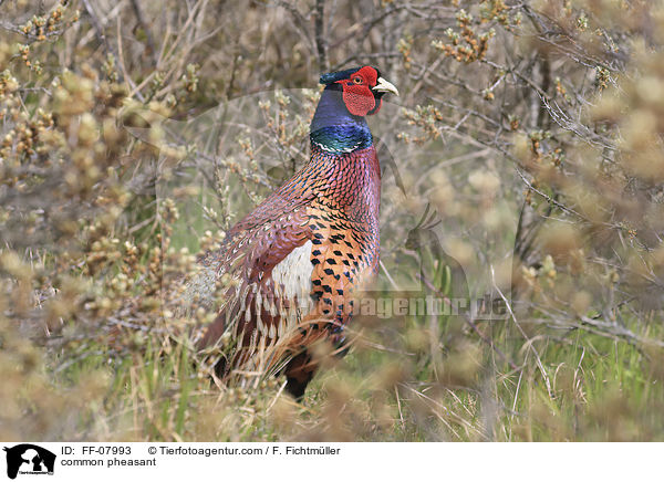 common pheasant / FF-07993