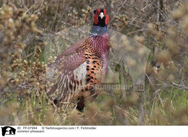 common pheasant / FF-07994