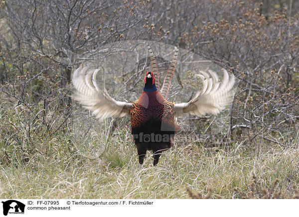 common pheasant / FF-07995