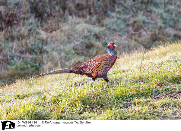common pheasant / WS-08436
