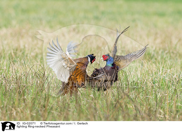 fighting Ring-necked Pheasant / IG-02071