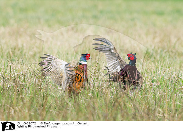 fighting Ring-necked Pheasant / IG-02072