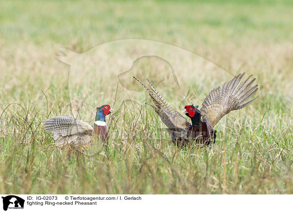 fighting Ring-necked Pheasant / IG-02073