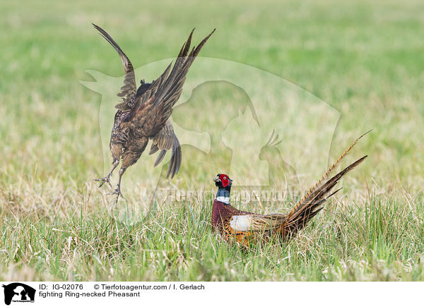 fighting Ring-necked Pheasant / IG-02076