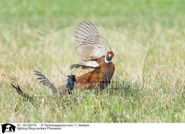 fighting Ring-necked Pheasant / IG-02079