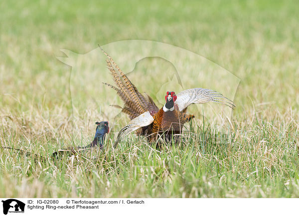 fighting Ring-necked Pheasant / IG-02080