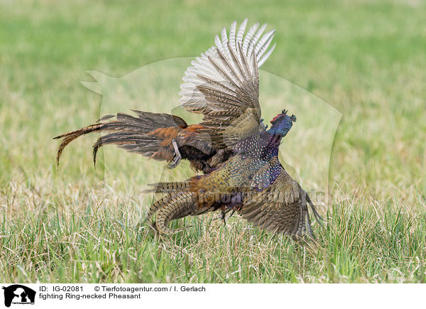 fighting Ring-necked Pheasant / IG-02081