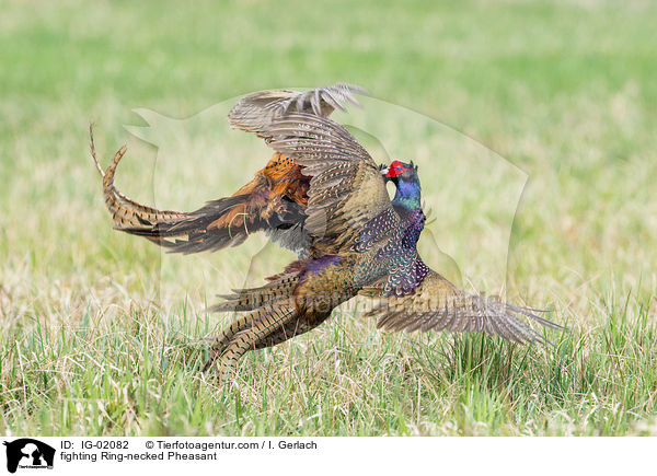 fighting Ring-necked Pheasant / IG-02082