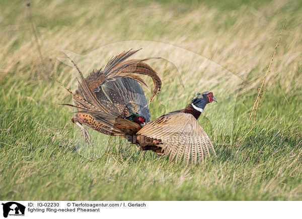 fighting Ring-necked Pheasant / IG-02230