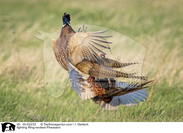 fighting Ring-necked Pheasant / IG-02233