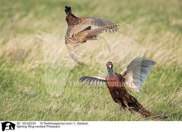 fighting Ring-necked Pheasant / IG-02234