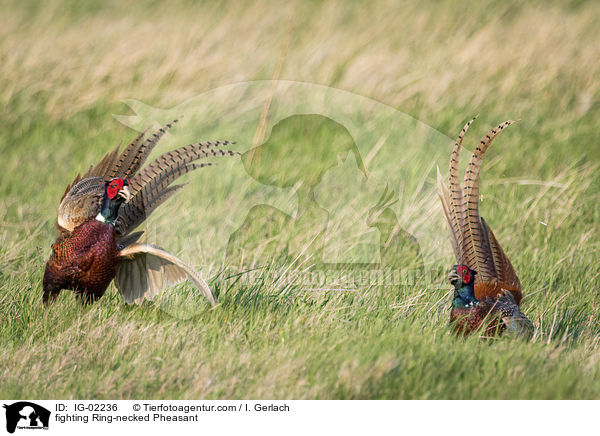 fighting Ring-necked Pheasant / IG-02236