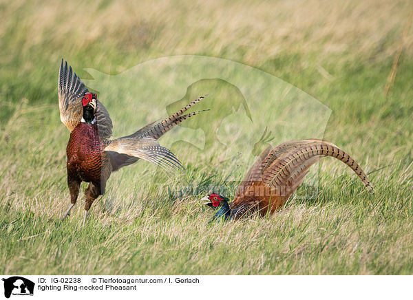 fighting Ring-necked Pheasant / IG-02238
