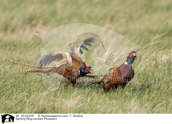fighting Ring-necked Pheasant / IG-02239