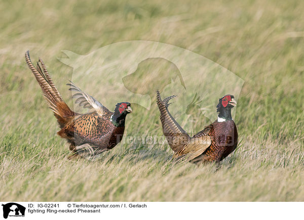 fighting Ring-necked Pheasant / IG-02241