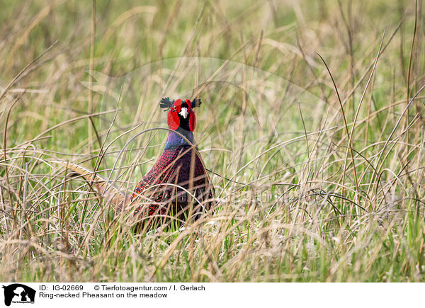 Fasan auf der Wiese / Ring-necked Pheasant on the meadow / IG-02669