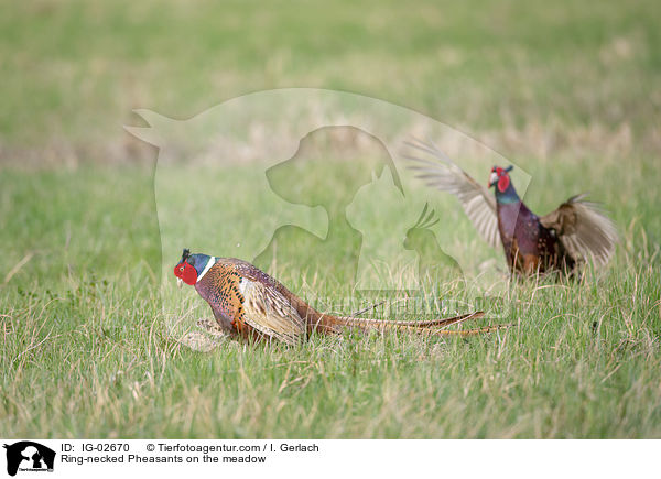 Fasane auf der Wiese / Ring-necked Pheasants on the meadow / IG-02670