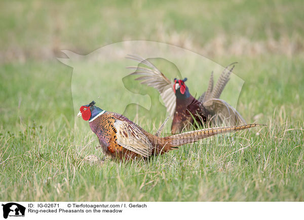 Fasane auf der Wiese / Ring-necked Pheasants on the meadow / IG-02671