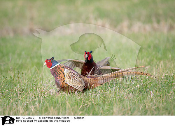 Ring-necked Pheasants on the meadow / IG-02672