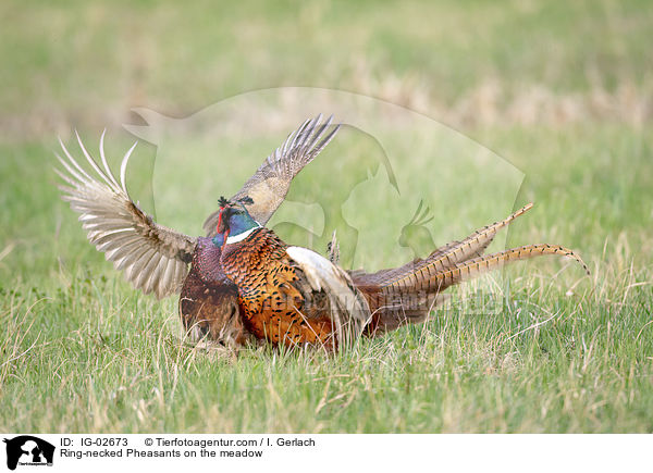 Fasane auf der Wiese / Ring-necked Pheasants on the meadow / IG-02673