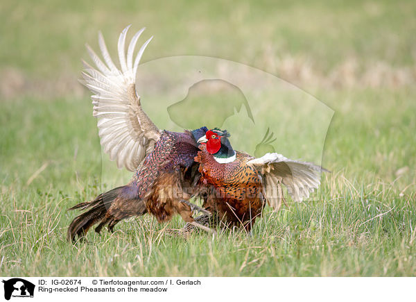 Fasane auf der Wiese / Ring-necked Pheasants on the meadow / IG-02674