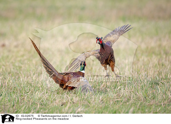 Fasane auf der Wiese / Ring-necked Pheasants on the meadow / IG-02675