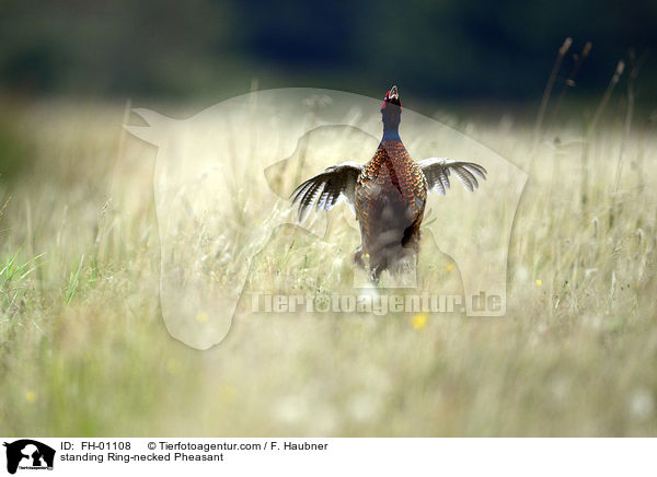 standing Ring-necked Pheasant / FH-01108