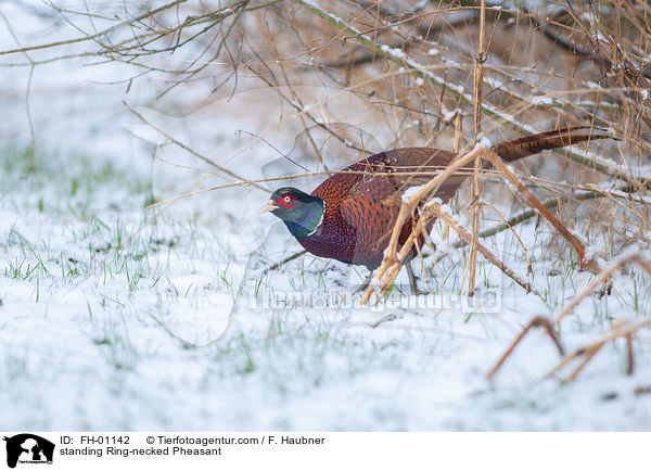 standing Ring-necked Pheasant / FH-01142