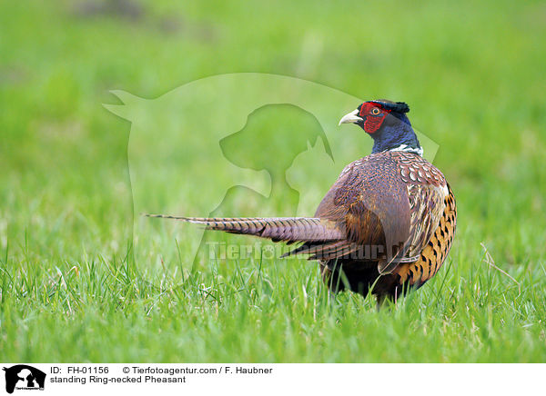 standing Ring-necked Pheasant / FH-01156