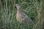 female common pheasant