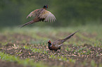 Common Pheasants