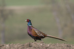 common pheasant