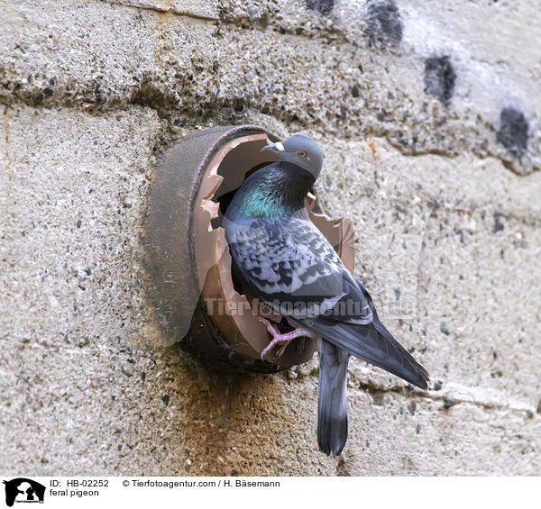 Felsentaube / feral pigeon / HB-02252