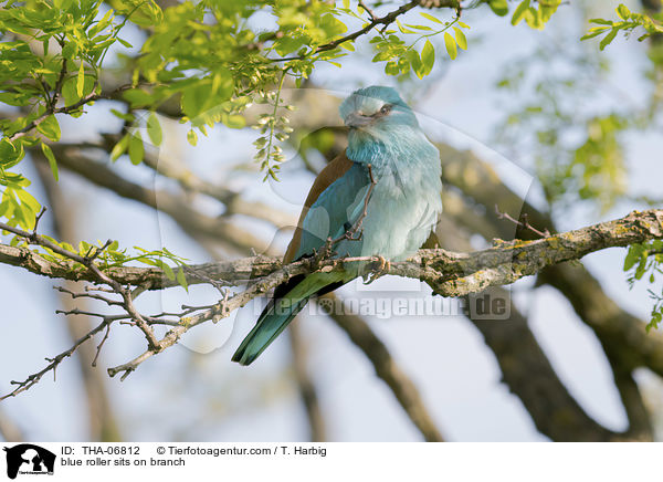 blue roller sits on branch / THA-06812