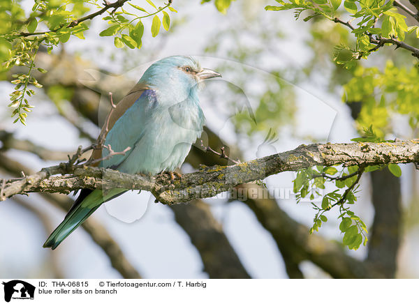 blue roller sits on branch / THA-06815