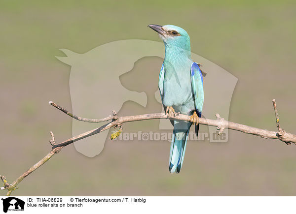 blue roller sits on branch / THA-06829