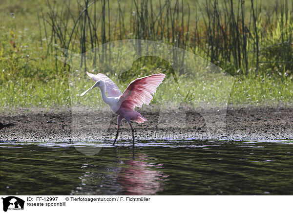 roseate spoonbill / FF-12997