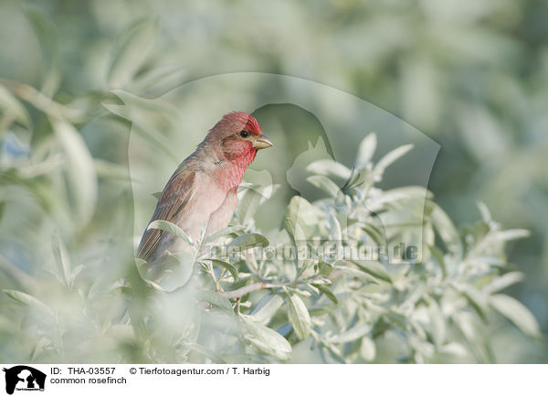 common rosefinch / THA-03557