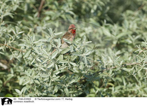 common rosefinch / THA-03560