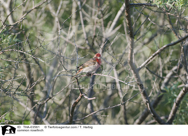 common rosefinch / THA-03561