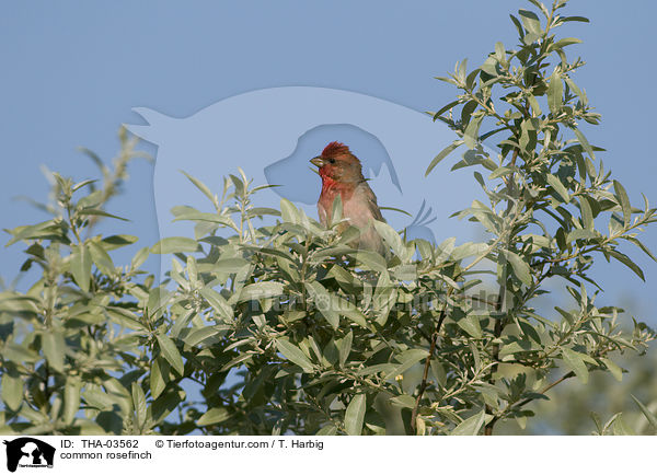 common rosefinch / THA-03562