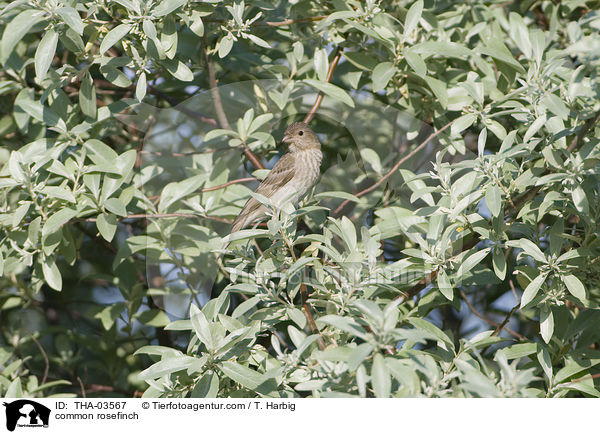 common rosefinch / THA-03567