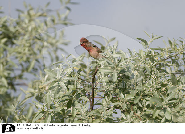 common rosefinch / THA-03569