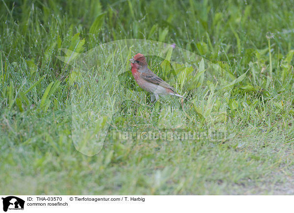 common rosefinch / THA-03570