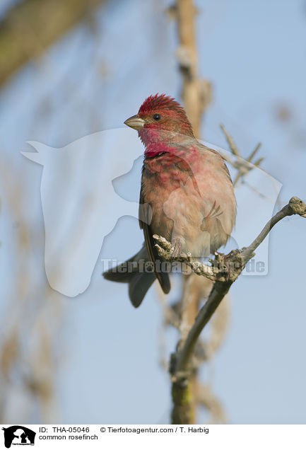 common rosefinch / THA-05046