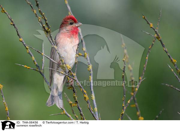 common rosefinch / THA-06456