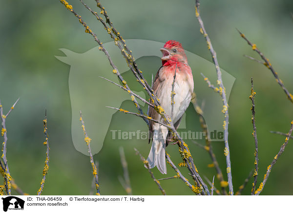 common rosefinch / THA-06459