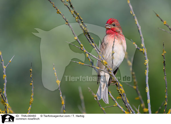 common rosefinch / THA-06460